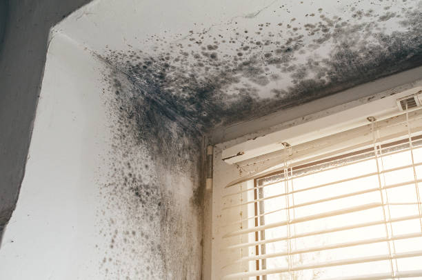 Affordable Mold Cleanup solutions in Seanor, PA